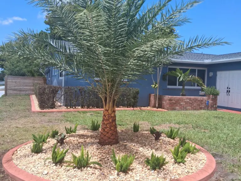 Round terracotta-colored concrete border around a palm in a lawn
