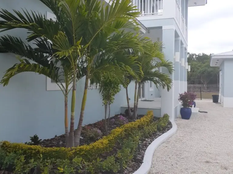 White curved border around a palm bed next to a white house